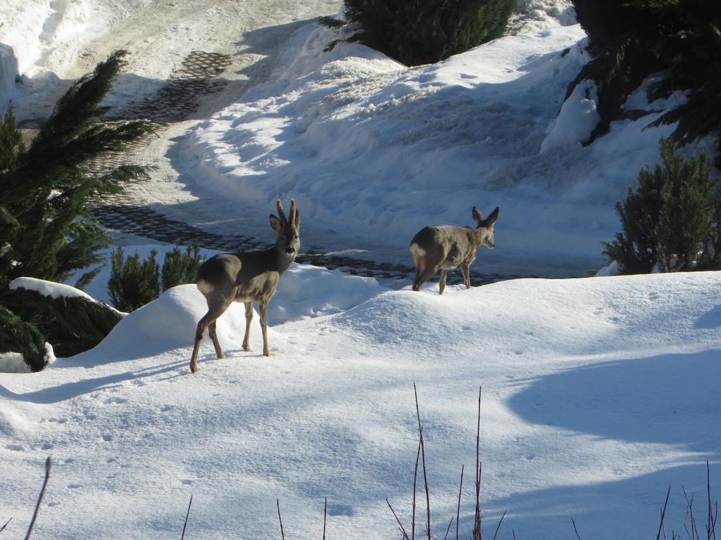 Fewo Harz Haennig 1 Wieda Екстериор снимка